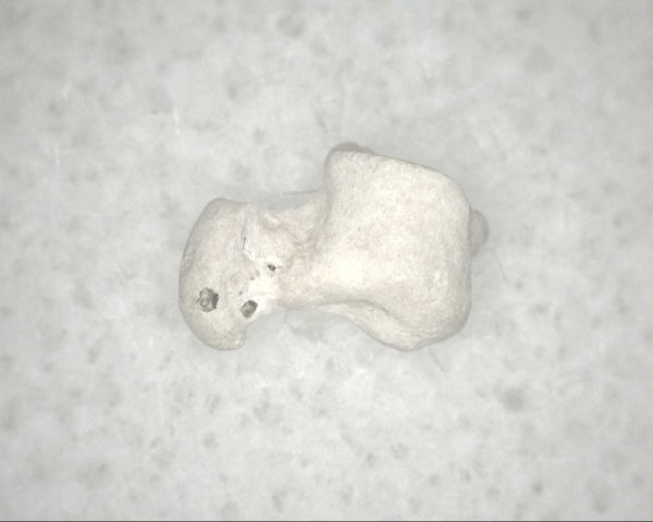 Florida Ice Age Mammal Bone #3 - Image 3