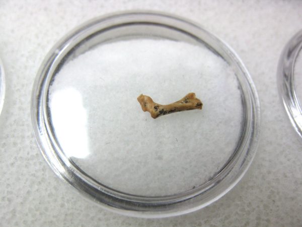 Florida Ice Age Mammal Bone #4