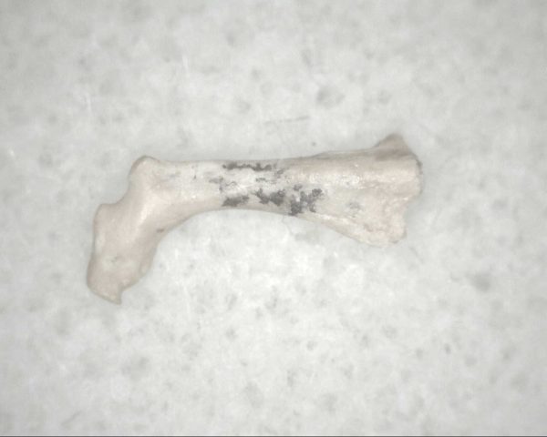 Florida Ice Age Mammal Bone #4 - Image 2