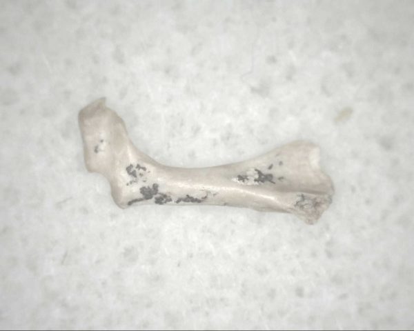 Florida Ice Age Mammal Bone #4 - Image 3