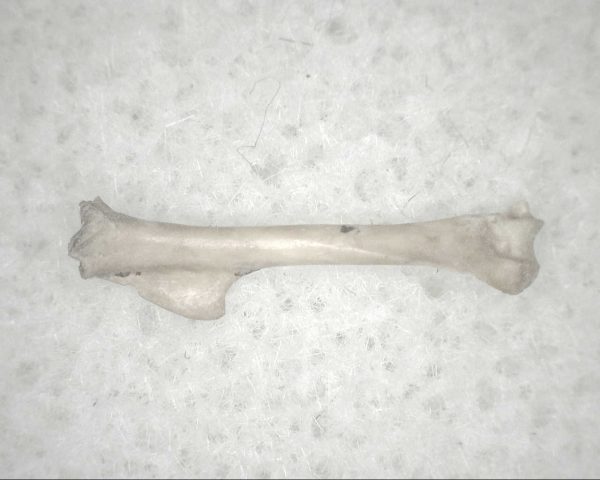 Florida Ice Age Mammal Bone #5 - Image 2