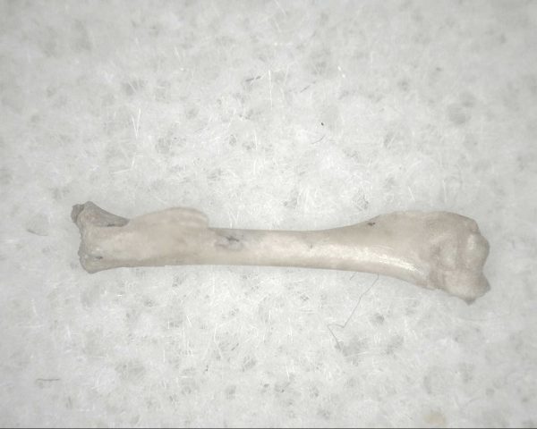 Florida Ice Age Mammal Bone #5 - Image 3