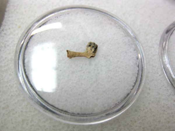 Florida Ice Age Mammal Bone #6