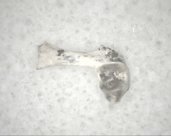 Florida Ice Age Mammal Bone #6 - Image 2