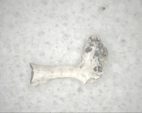 Florida Ice Age Mammal Bone #6 - Image 3