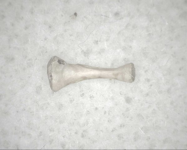 Florida Ice Age Mammal Bone #7 - Image 2