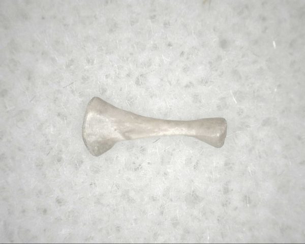 Florida Ice Age Mammal Bone #7 - Image 3