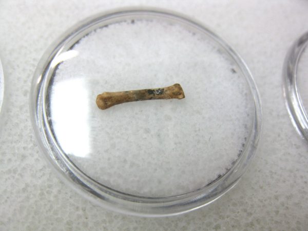 Florida Ice Age Mammal Bone #8