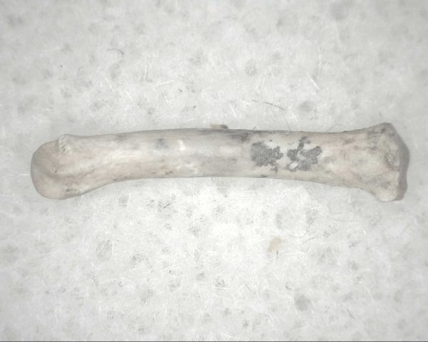 Florida Ice Age Mammal Bone #8 - Image 2