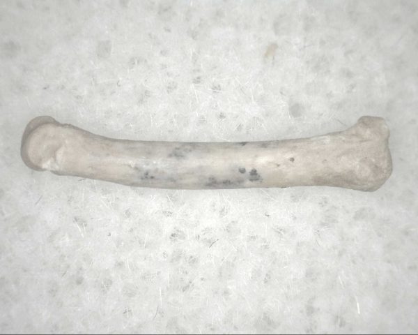 Florida Ice Age Mammal Bone #8 - Image 3