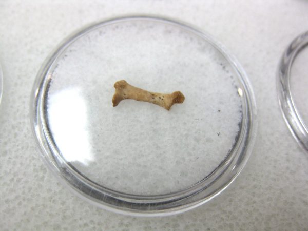 Florida Ice Age Mammal Bone #9