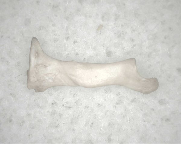 Florida Ice Age Mammal Bone #9 - Image 2