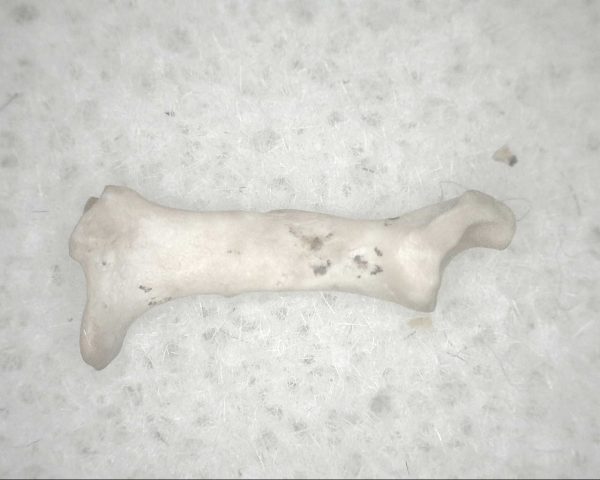 Florida Ice Age Mammal Bone #9 - Image 3