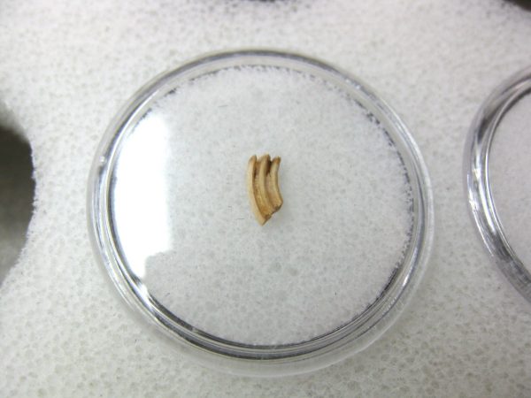 Florida Ice Age Muskrat Tooth #1