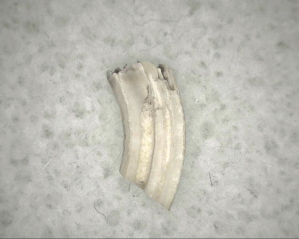 Florida Ice Age Muskrat Tooth #1 - Image 3