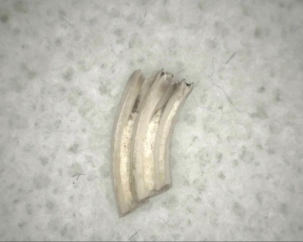 Florida Ice Age Muskrat Tooth #1 - Image 2