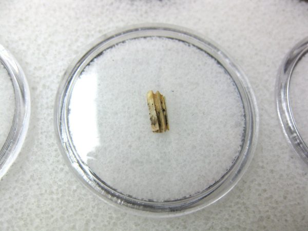 Florida Ice Age Muskrat Tooth #2