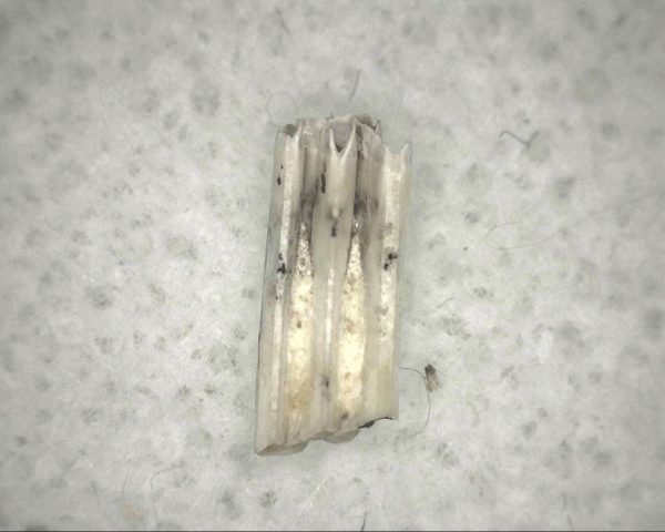 Florida Ice Age Muskrat Tooth #2 - Image 2