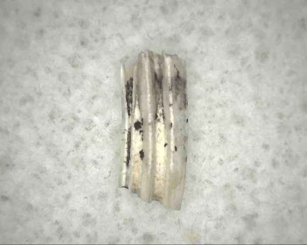 Florida Ice Age Muskrat Tooth #2 - Image 3