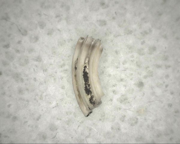 Florida Ice Age Muskrat Tooth #3 - Image 3