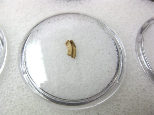 Florida Ice Age Muskrat Tooth #4