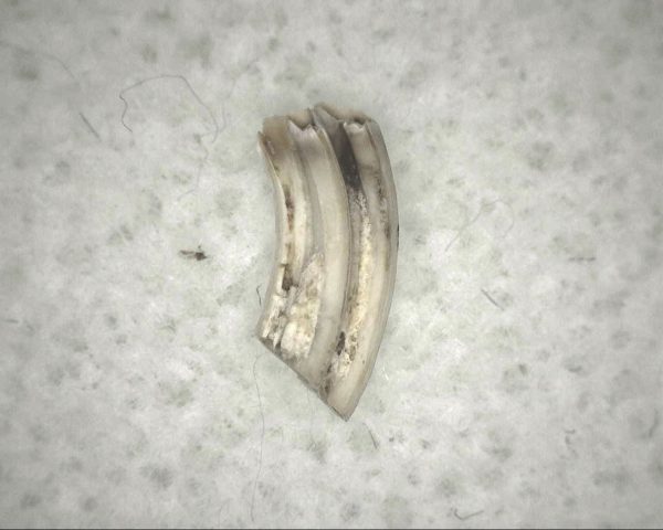 Florida Ice Age Muskrat Tooth #4 - Image 2