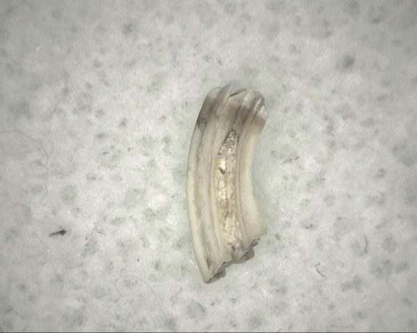 Florida Ice Age Muskrat Tooth #4 - Image 3