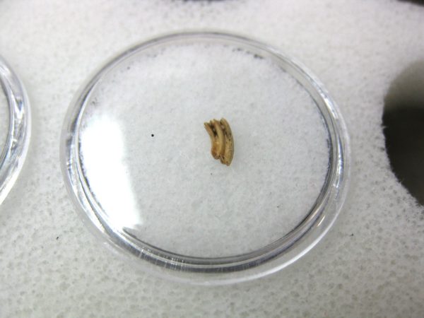 Florida Ice Age Muskrat Tooth #5