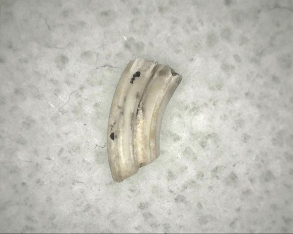 Florida Ice Age Muskrat Tooth #5 - Image 3