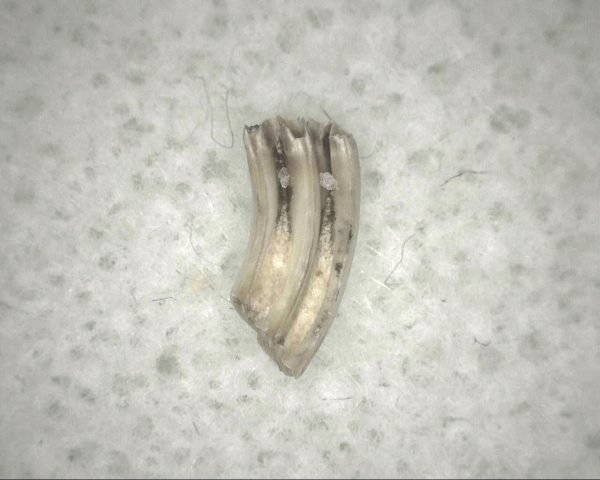 Florida Ice Age Muskrat Tooth #5 - Image 2