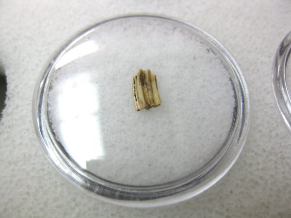 Florida Ice Age Muskrat Tooth #6