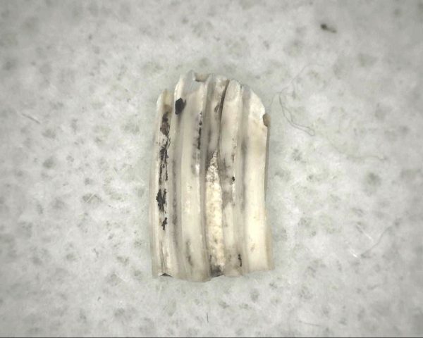 Florida Ice Age Muskrat Tooth #6 - Image 2