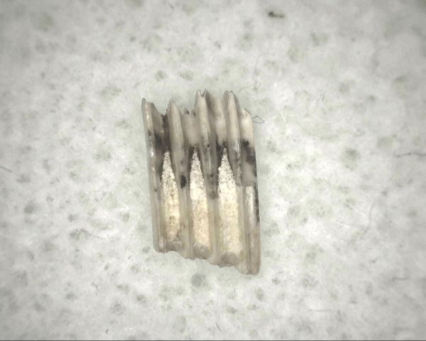 Florida Ice Age Muskrat Tooth #7 - Image 2