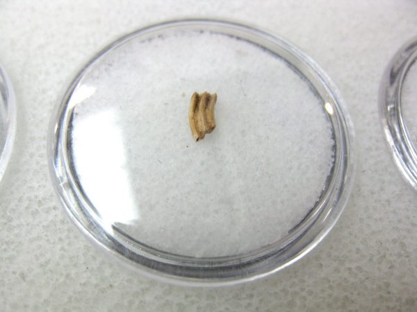 Florida Ice Age Muskrat Tooth #8