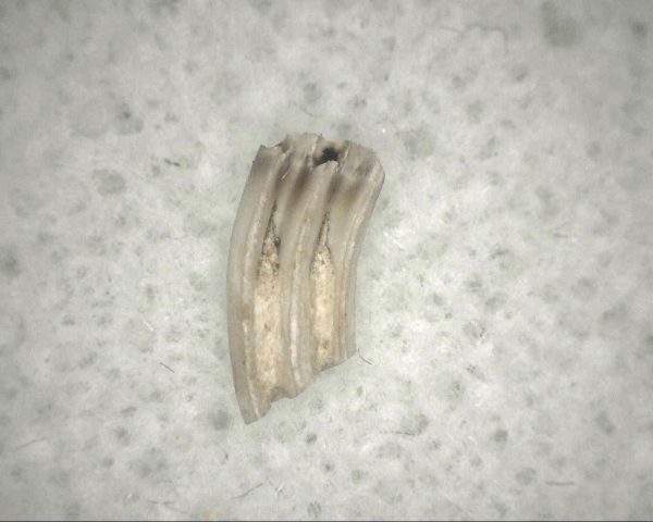 Florida Ice Age Muskrat Tooth #8 - Image 2