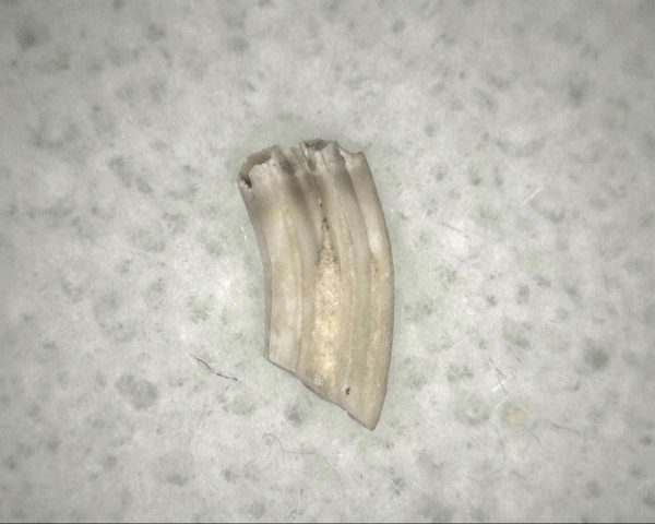 Florida Ice Age Muskrat Tooth #8 - Image 3