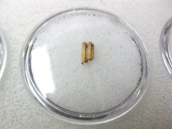 Florida Ice Age Muskrat Tooth #9