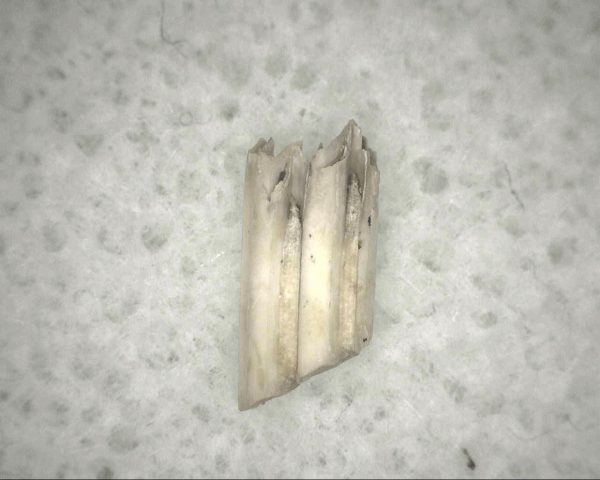 Florida Ice Age Muskrat Tooth #9 - Image 2