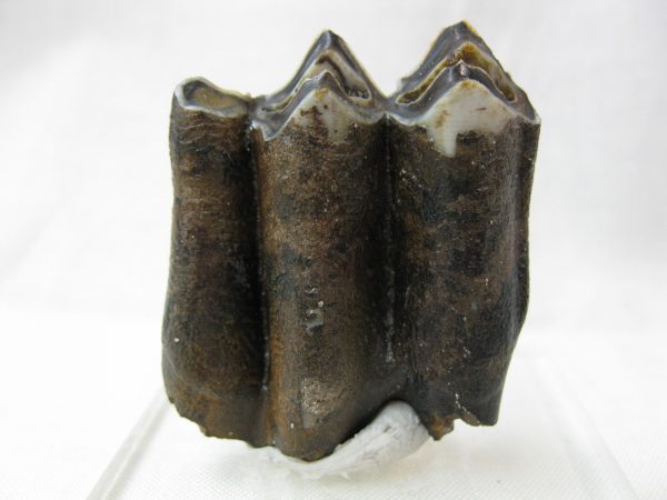 Hemiauchenia Camel Tooth #5