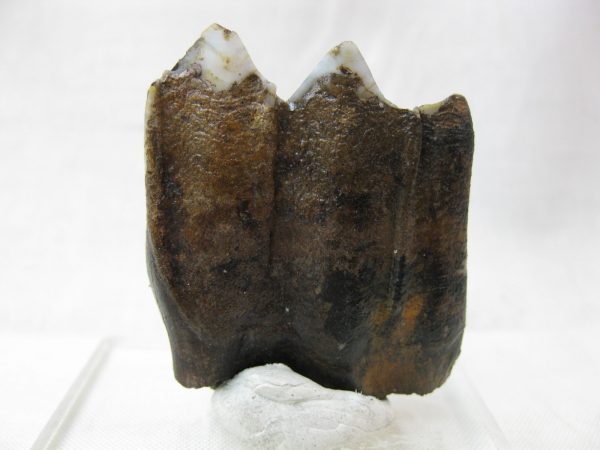 Hemiauchenia Camel Tooth #5 - Image 5