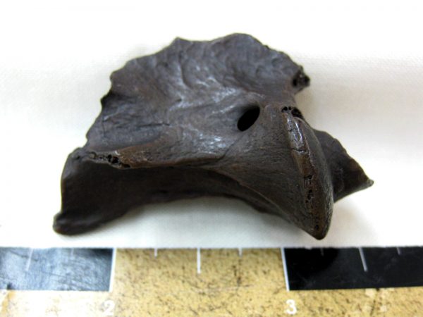 Florida Capromeryx Bone #4