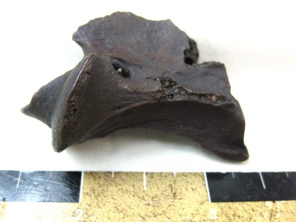 Florida Capromeryx Bone #4 - Image 2