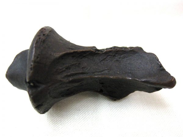 Florida Capromeryx Bone #4 - Image 6