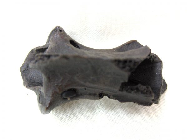 Florida Capromeryx Bone #4 - Image 5