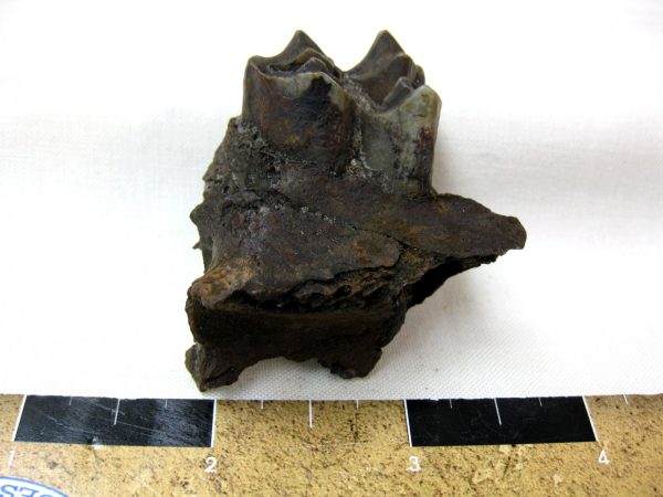 Hemiauchenia Camel Tooth #1