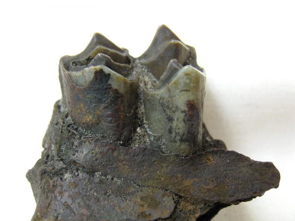 Hemiauchenia Camel Tooth #1 - Image 5