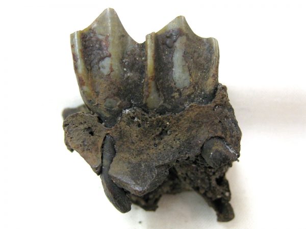 Hemiauchenia Camel Tooth #1 - Image 4