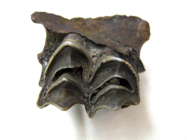 Hemiauchenia Camel Tooth #1 - Image 3