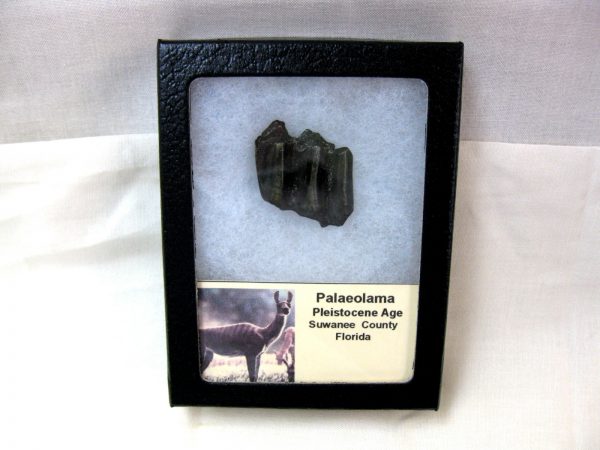 Palaeolama Camel Tooth #1