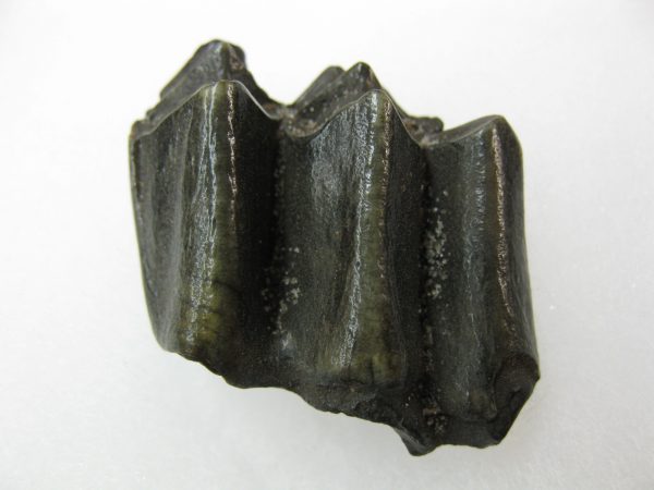 Palaeolama Camel Tooth #1 - Image 2